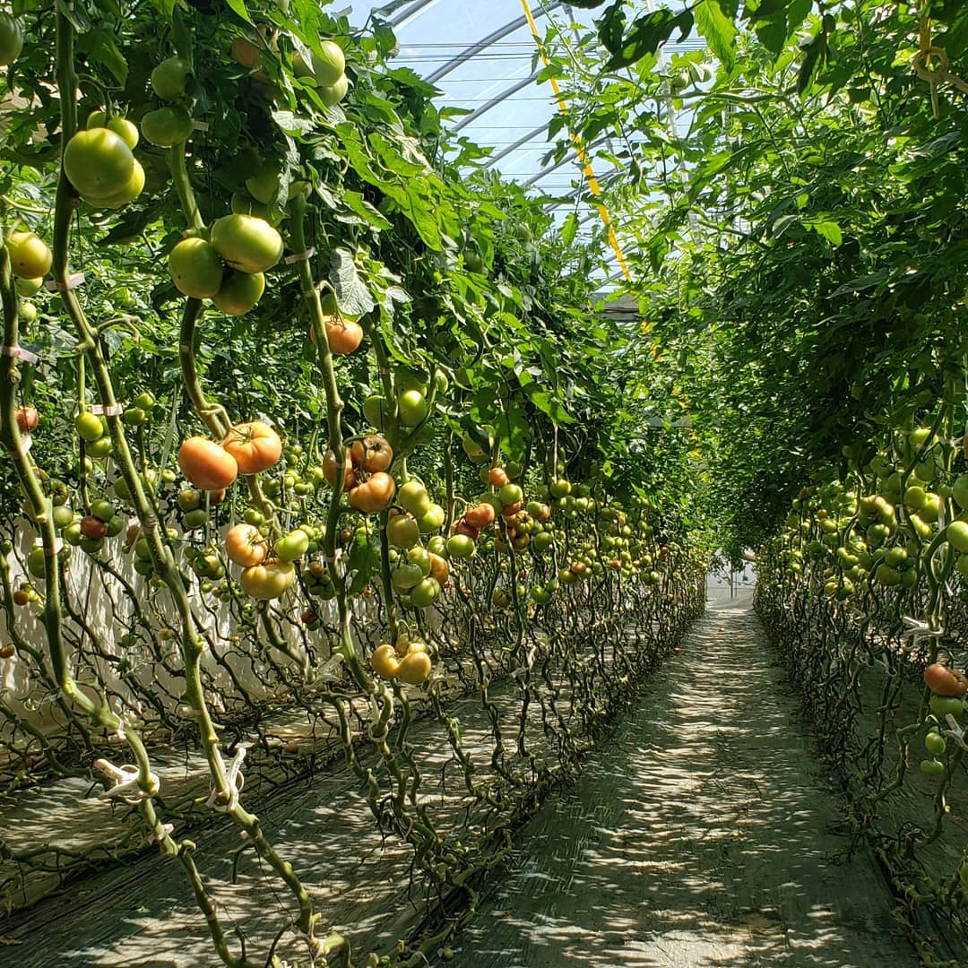 ビニールハウスのトマト